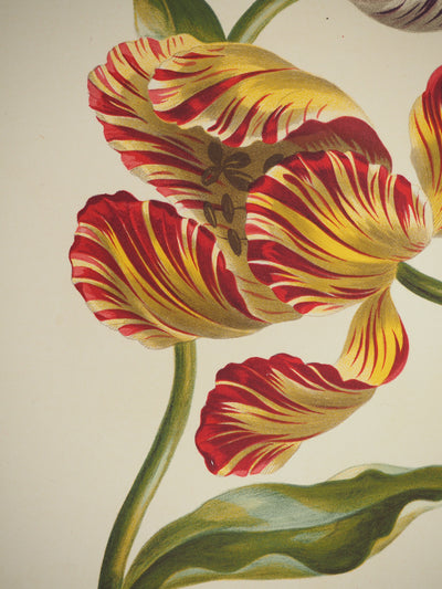 John EDWARDS : Fleurs et Bouquets : les tulipes, Lithographie originale (photo de détail 3) - Crédit photo : Galerie Art.Paris