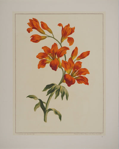 John EDWARDS : Fleurs et Bouquets : les lys rouges, Lithographie originale (vue générale) - Crédit photo : Galerie Art.Paris