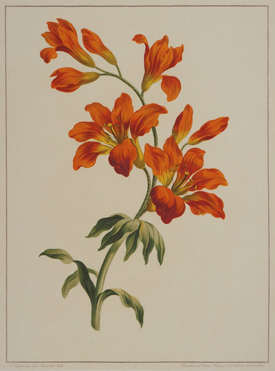 John EDWARDS : Fleurs et Bouquets : les lys rouges, Lithographie originale (photo de détail 2) - Crédit photo : Galerie Art.Paris