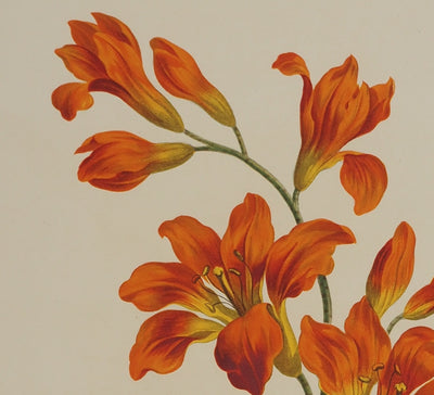 John EDWARDS : Fleurs et Bouquets : les lys rouges, Lithographie originale (photo de détail 4) - Crédit photo : Galerie Art.Paris