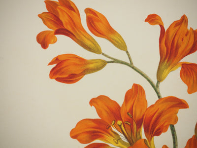 John EDWARDS : Fleurs et Bouquets : les lys rouges, Lithographie originale (photo de détail 5) - Crédit photo : Galerie Art.Paris