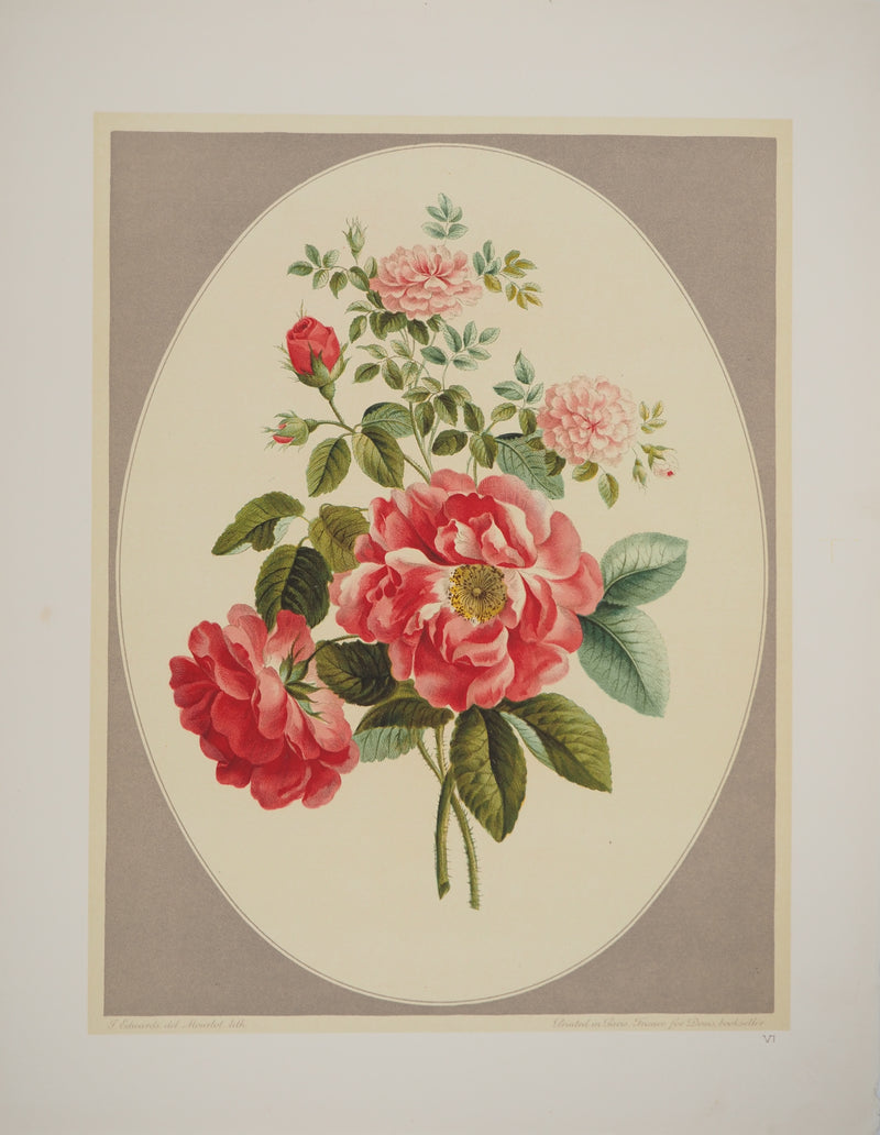 John EDWARDS : Fleurs et Bouquets : La rose de Ronsard, Lithographie originale (vue générale) - Crédit photo : Galerie Art.Paris