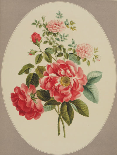 John EDWARDS : Fleurs et Bouquets : La rose de Ronsard, Lithographie originale (photo de détail 5) - Crédit photo : Galerie Art.Paris