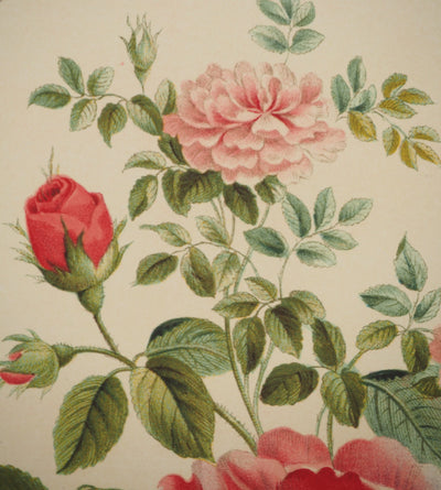 John EDWARDS : Fleurs et Bouquets : La rose de Ronsard, Lithographie originale (photo de détail 3) - Crédit photo : Galerie Art.Paris