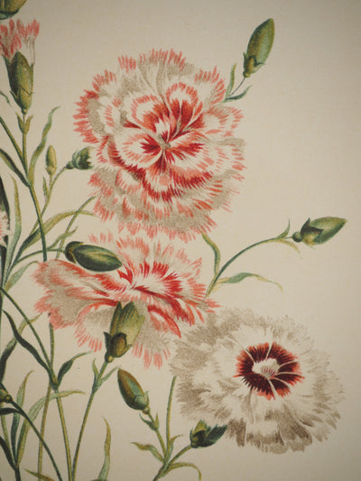 John EDWARDS : Fleurs et Bouquets : Les œillets rouges et blancs, Lithographie originale (photo de détail 6) - Crédit photo : Galerie Art.Paris