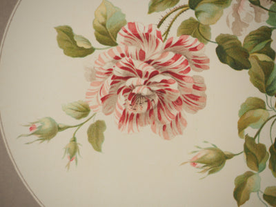 John EDWARDS : Fleurs et Bouquets : Les roses anciennes, Lithographie originale (photo de détail 5) - Crédit photo : Galerie Art.Paris