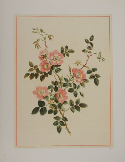 John EDWARDS : Fleurs et Bouquets : Les fleurs d'églantier, Lithographie originale (vue générale) - Crédit photo : Galerie Art.Paris