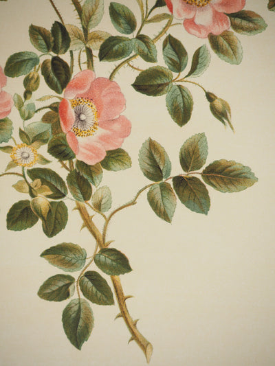 John EDWARDS : Fleurs et Bouquets : Les fleurs d'églantier, Lithographie originale (photo de détail 5) - Crédit photo : Galerie Art.Paris