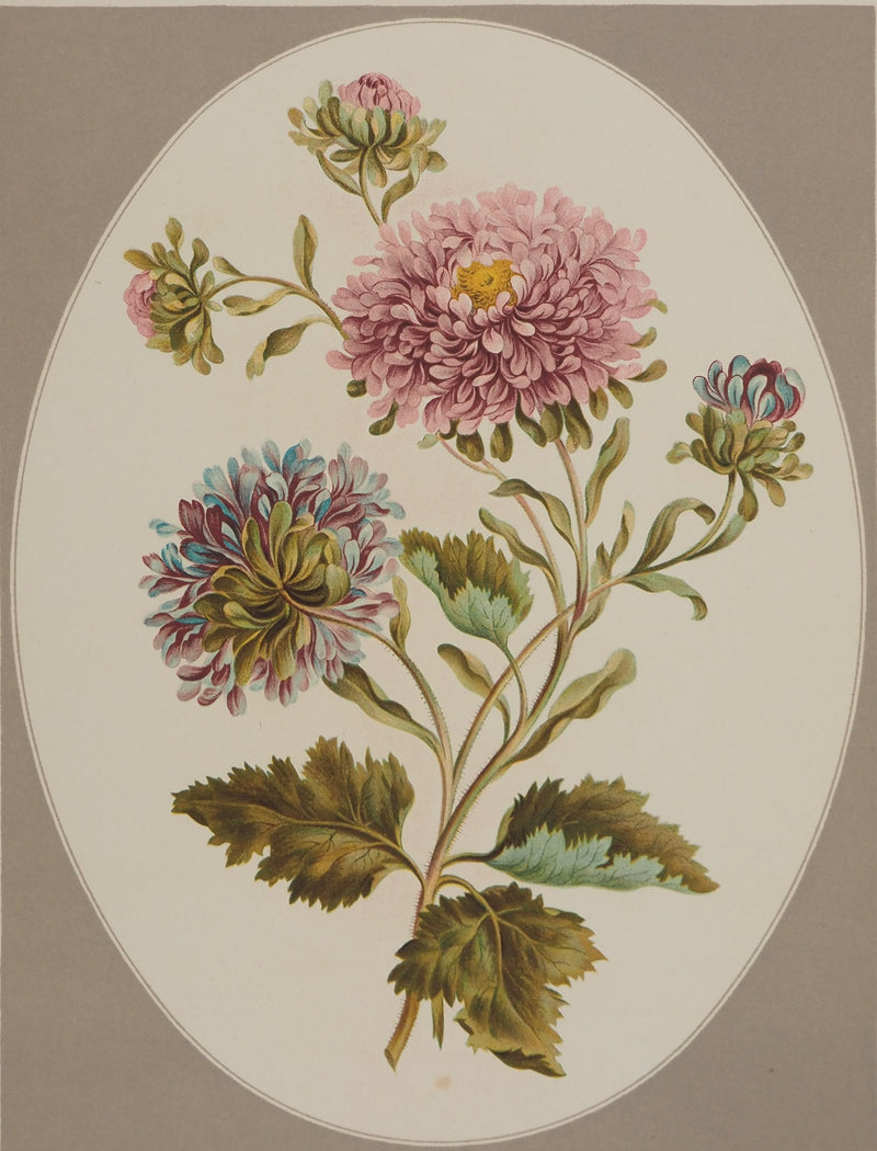 John EDWARDS : Fleurs et Bouquets : Les Chrysanthèmes, Lithographie originale (photo de détail 5) - Crédit photo : Galerie Art.Paris