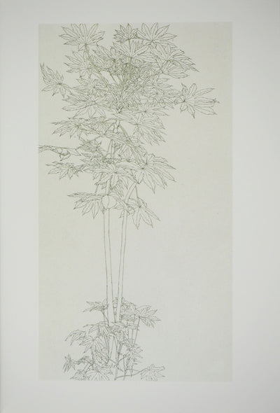 Sam SZAFRAN : Feuillages : Aralia IV, Héliogravure originale (vue générale) - Crédit photo : Galerie Art.Paris