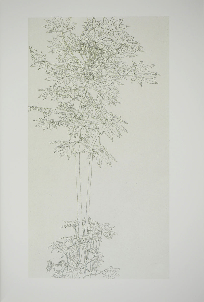 Sam SZAFRAN : Feuillages : Aralia IV, Héliogravure originale (vue générale) - Crédit photo : Galerie Art.Paris