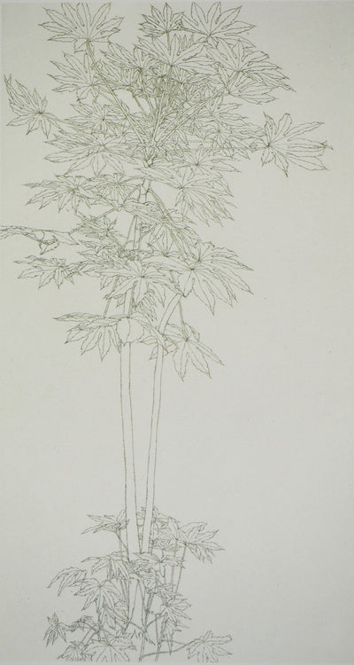 Sam SZAFRAN : Feuillages : Aralia IV, Héliogravure originale (photo de détail 2) - Crédit photo : Galerie Art.Paris