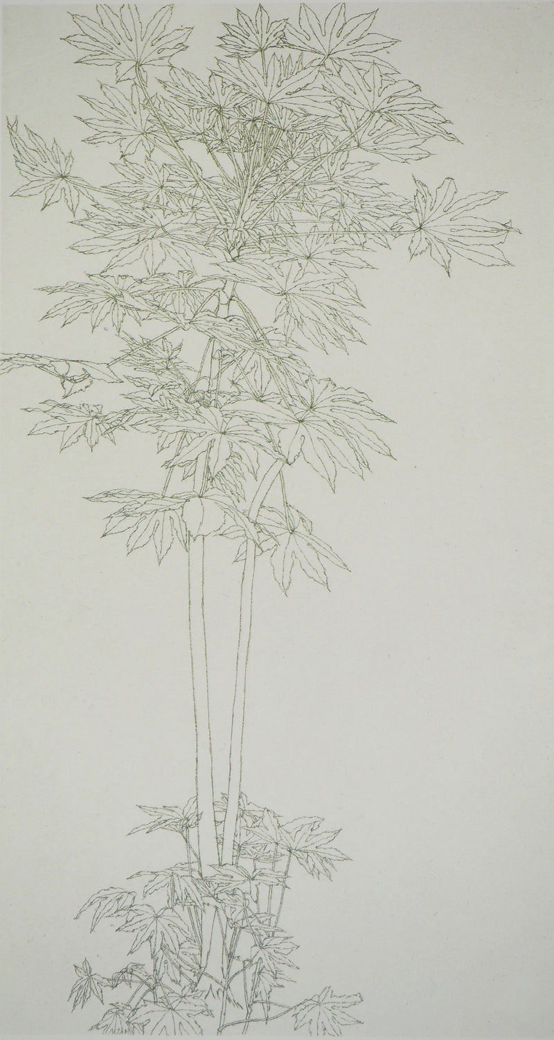 Sam SZAFRAN : Feuillages : Aralia IV, Héliogravure originale (photo de détail 2) - Crédit photo : Galerie Art.Paris