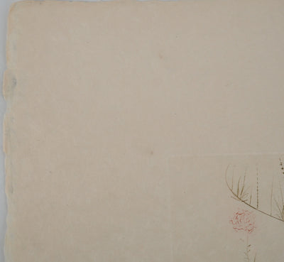 Salvador DALI : Tristan blessé, Gravure originale (photo de détail 7) - Crédit photo : Galerie Art.Paris