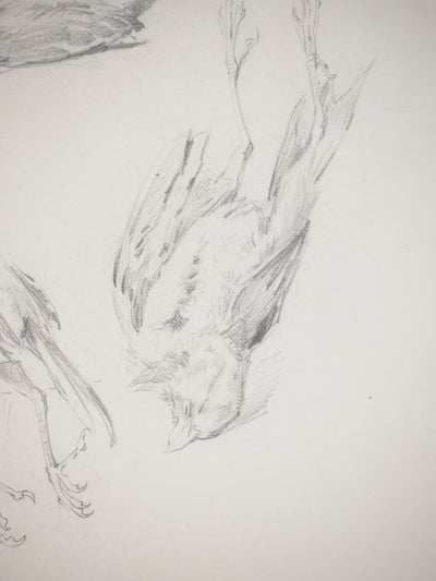 René LEVERD : Les oiseaux, Dessin original signé