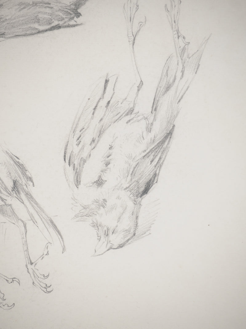 René LEVERD : Les oiseaux, Dessin original signé