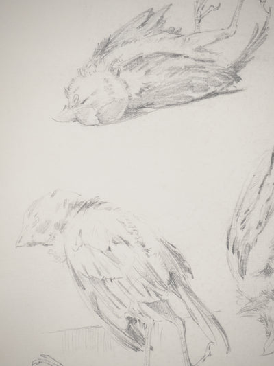 René LEVERD : Les oiseaux, Dessin original signé