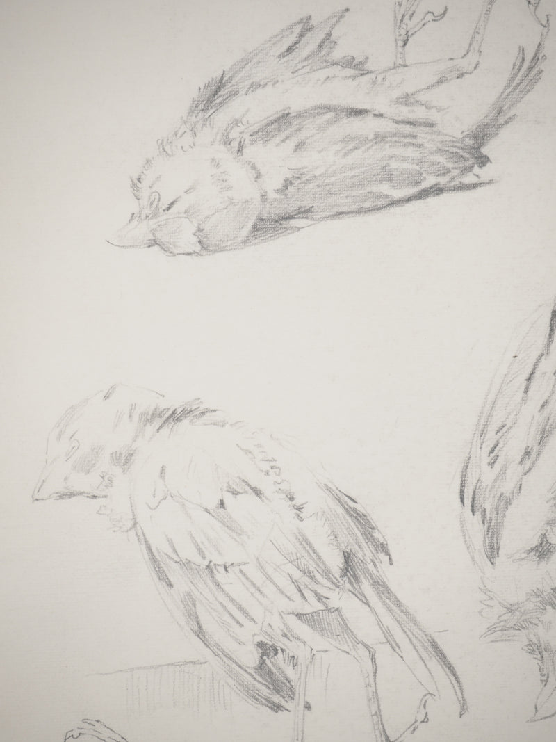 René LEVERD : Les oiseaux, Dessin original signé