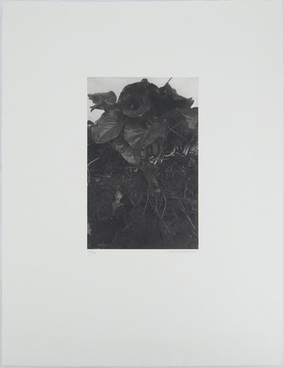 Philippe MARTIN : Racines, Gravure originale (vue générale) - Crédit photo : Galerie Art.Paris
