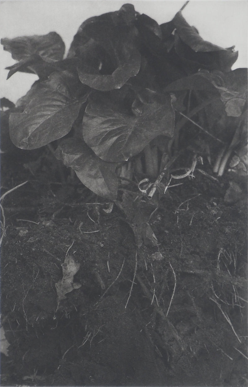 Philippe MARTIN : Racines, Gravure originale (photo de détail 3) - Crédit photo : Galerie Art.Paris