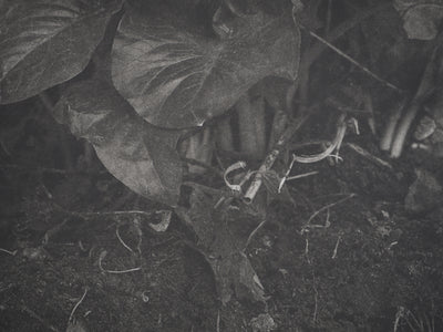 Philippe MARTIN : Racines, Gravure originale (photo de détail 5) - Crédit photo : Galerie Art.Paris