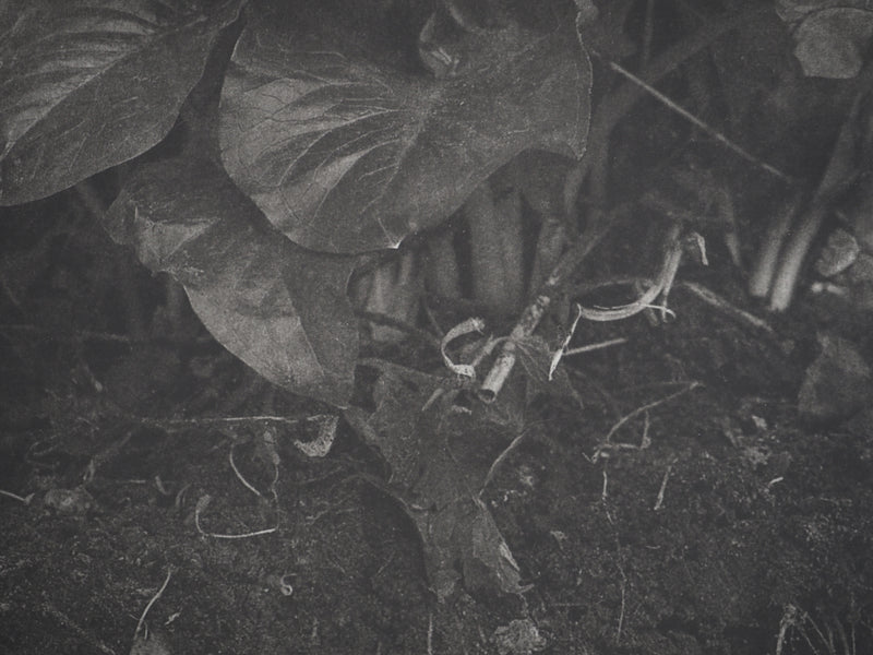 Philippe MARTIN : Racines, Gravure originale (photo de détail 5) - Crédit photo : Galerie Art.Paris