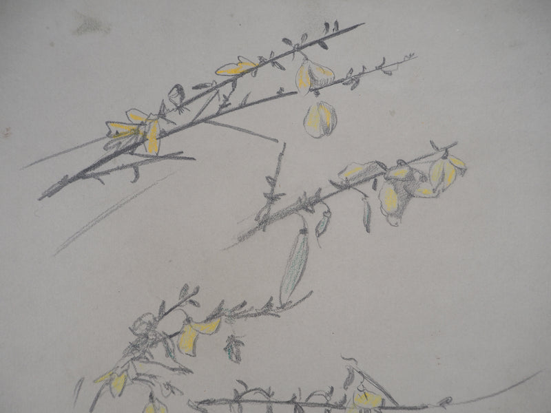 Léopold Franz KOWALSKI : Branches aux fleurs jaunes, c, Dessin original (photo de détail 3) - Crédit photo : Galerie Art.Paris