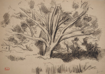 Maximilien LUCE : Etude d'arbre, Dessin original (photo de détail 4) - Crédit photo : Galerie Art.Paris