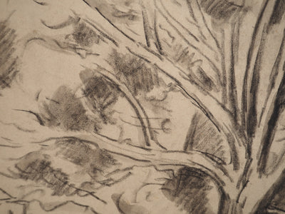 Maximilien LUCE : Etude d'arbre, Dessin original (photo de détail 7) - Crédit photo : Galerie Art.Paris