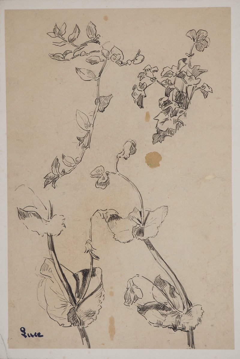 Maximilien LUCE : Etude de fleurs, Dessin original (vue générale) - Crédit photo : Galerie Art.Paris