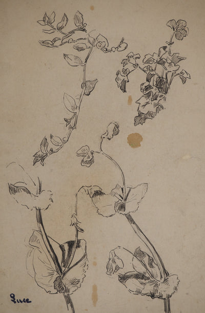 Maximilien LUCE : Etude de fleurs, Dessin original (photo de détail 3) - Crédit photo : Galerie Art.Paris