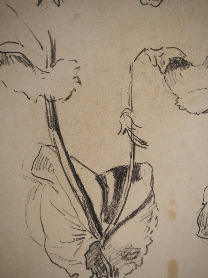 Maximilien LUCE : Etude de fleurs, Dessin original (photo de détail 4) - Crédit photo : Galerie Art.Paris