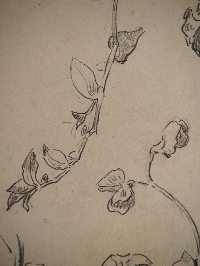 Maximilien LUCE : Etude de fleurs, Dessin original (photo de détail 6) - Crédit photo : Galerie Art.Paris