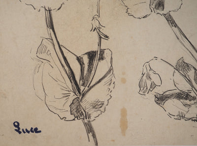 Maximilien LUCE : Etude de fleurs, Dessin original (photo de détail 2) - Crédit photo : Galerie Art.Paris