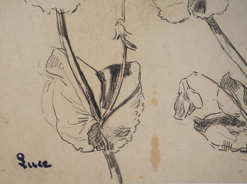 Maximilien LUCE : Etude de fleurs, Dessin original (photo de détail 2) - Crédit photo : Galerie Art.Paris