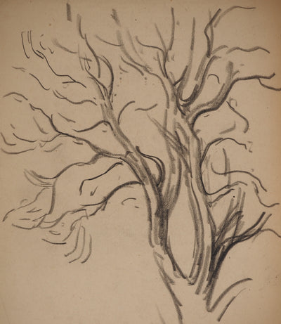 Maximilien LUCE : Etude de branches, Dessin original (photo de détail 3) - Crédit photo : Galerie Art.Paris