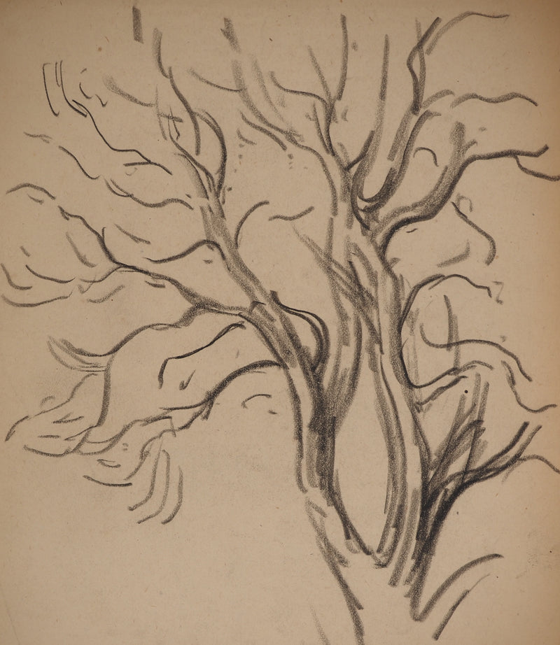 Maximilien LUCE : Etude de branches, Dessin original (photo de détail 3) - Crédit photo : Galerie Art.Paris