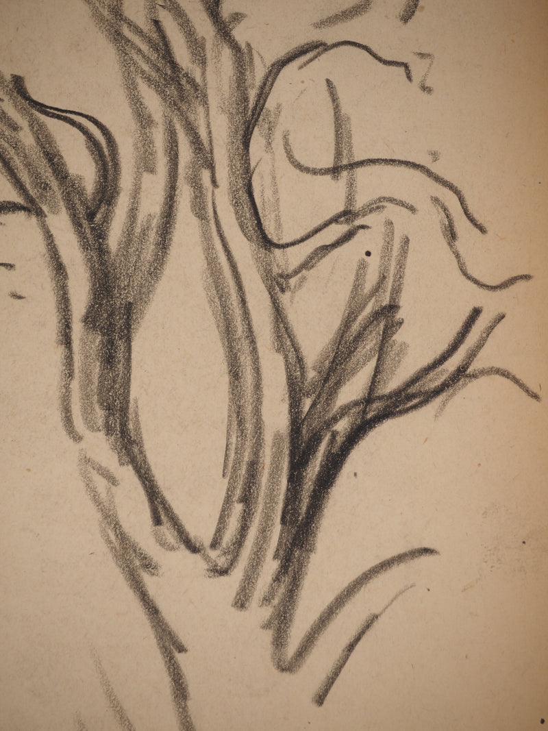 Maximilien LUCE : Etude de branches, Dessin original (photo de détail 4) - Crédit photo : Galerie Art.Paris