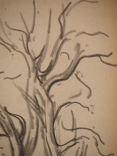 Maximilien LUCE : Etude de branches, Dessin original (photo de détail 5) - Crédit photo : Galerie Art.Paris