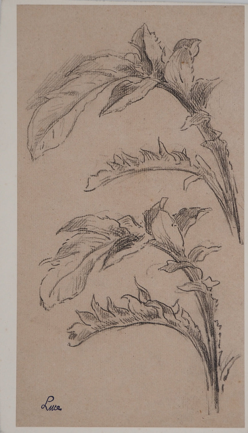 Maximilien LUCE : Etude de feuilles, Dessin original (vue générale) - Crédit photo : Galerie Art.Paris