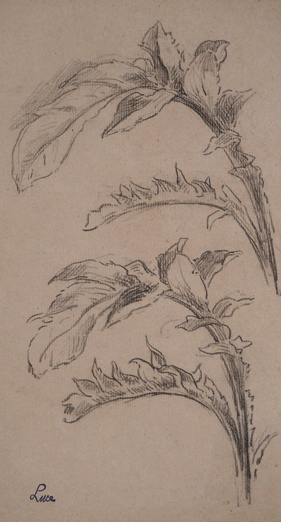 Maximilien LUCE : Etude de feuilles, Dessin original (photo de détail 3) - Crédit photo : Galerie Art.Paris