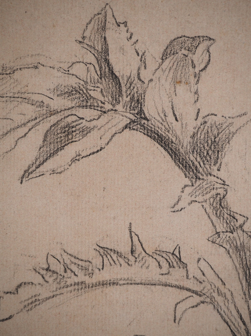 Maximilien LUCE : Etude de feuilles, Dessin original (photo de détail 6) - Crédit photo : Galerie Art.Paris