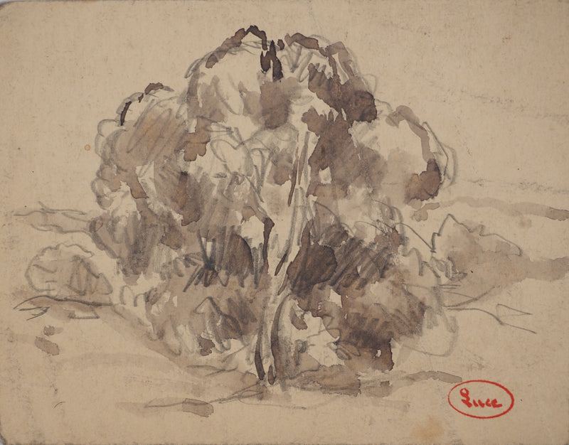 Maximilien LUCE : Le vieux pommier, Dessin original (vue générale) - Crédit photo : Galerie Art.Paris