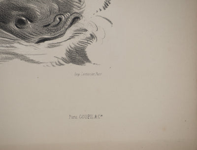Joseph FELON : La naissance de Vénus en noir et blanc, Lithographie originale signée