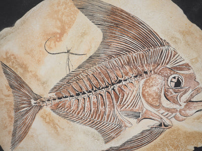 Simone VRAIN : Poisson fossile, Gravure originale signée