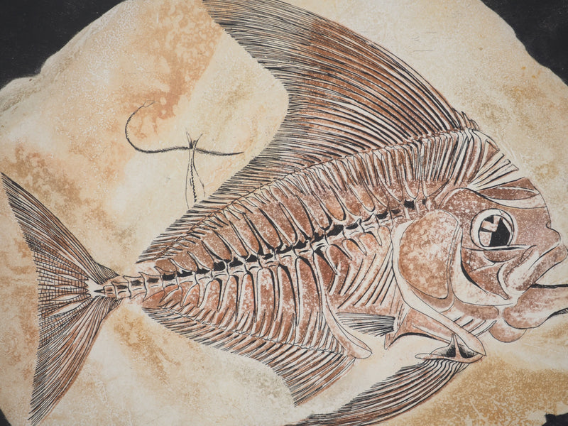 Simone VRAIN : Poisson fossile, Gravure originale signée