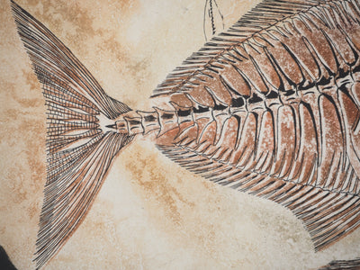 Simone VRAIN : Poisson fossile, Gravure originale signée