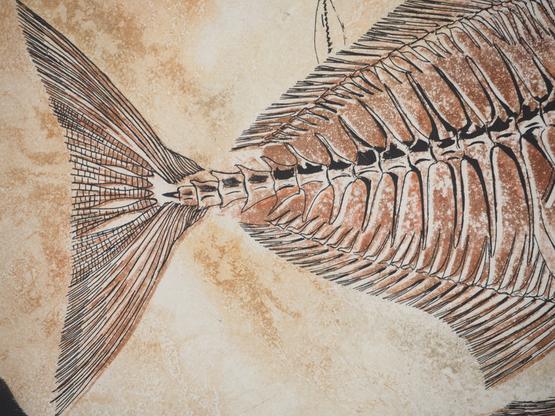 Simone VRAIN : Poisson fossile, Gravure originale signée