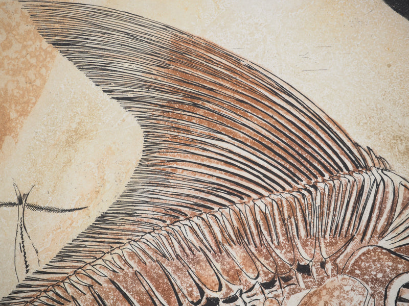 Simone VRAIN : Poisson fossile, Gravure originale signée