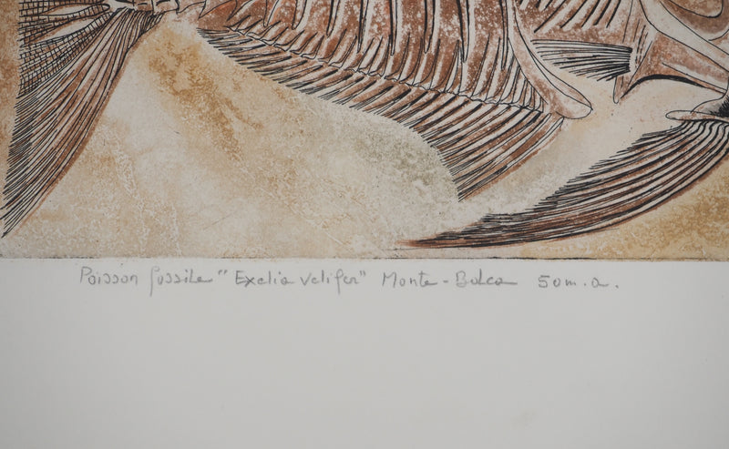Simone VRAIN : Poisson fossile, Gravure originale signée